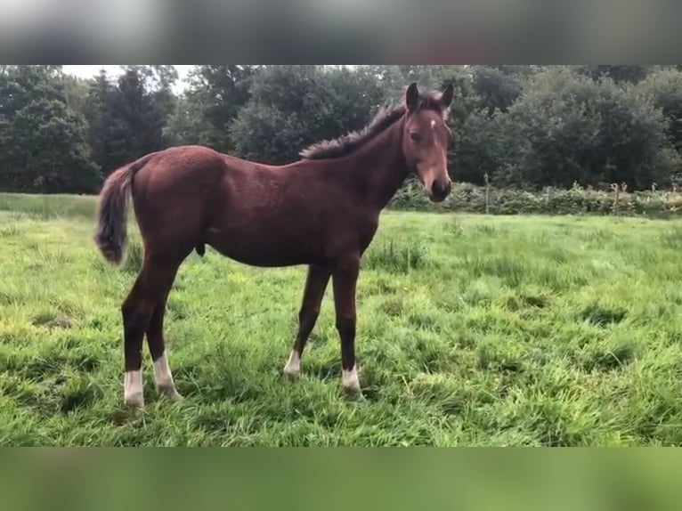 Belgisches Warmblut Hengst Fohlen (05/2025) Fuchs in GROTE-BROGEL