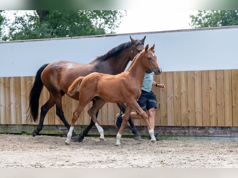 Belgisches Warmblut Hengst Fohlen (04/2025) Fuchs in GROTE-BROGEL