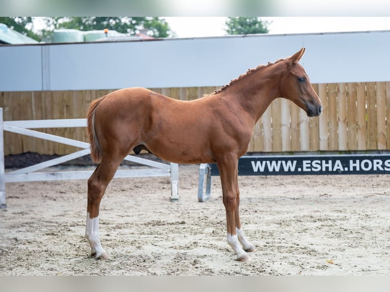 Belgisches Warmblut Hengst Fohlen (04/2025) Fuchs in GROTE-BROGEL