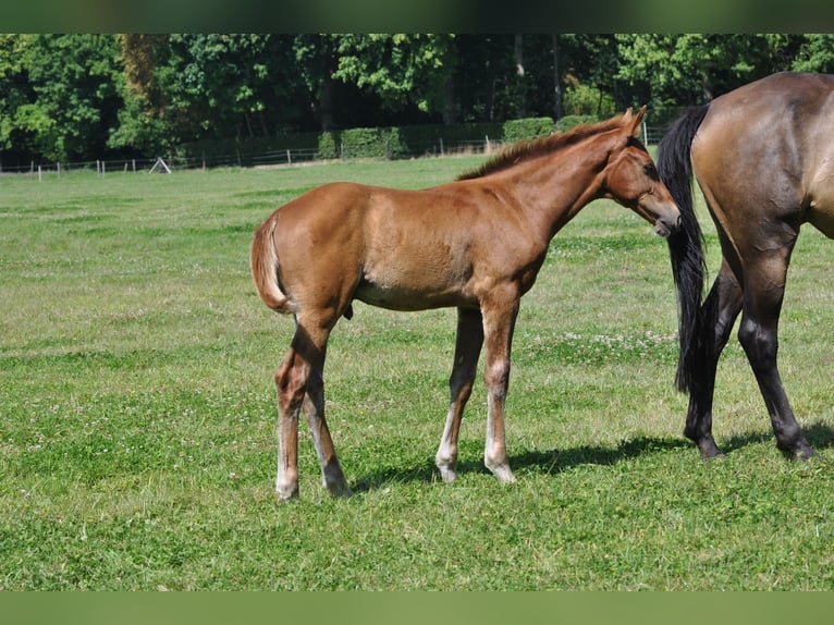 Belgisches Warmblut Hengst Fohlen (04/2025) Fuchs in GROTE-BROGEL