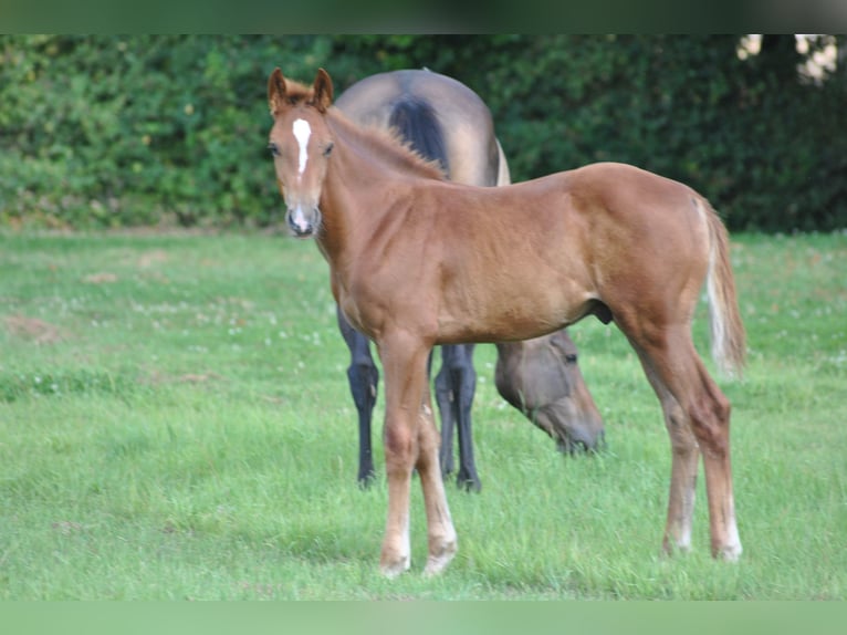 Belgisches Warmblut Hengst Fohlen (04/2025) Fuchs in GROTE-BROGEL