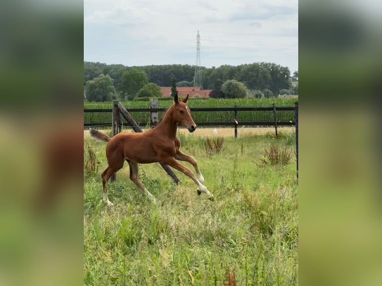 Belgisches Warmblut Hengst Fohlen (05/2025) Fuchs in GROTE-BROGEL
