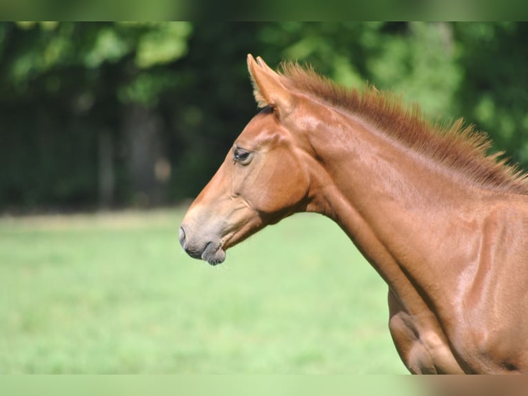 Belgisches Warmblut Hengst Fohlen (04/2025) Fuchs in GROTE-BROGEL