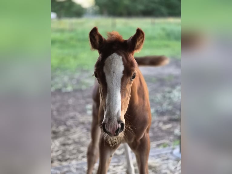 Belgisches Warmblut Hengst Fohlen (06/2026) Fuchs in Putte