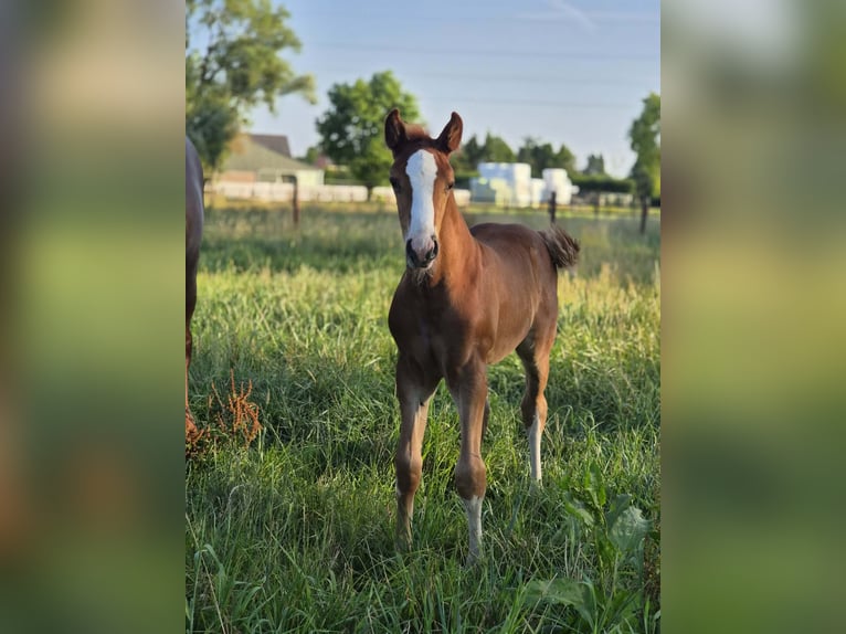 Belgisches Warmblut Hengst Fohlen (06/2026) Fuchs in Putte