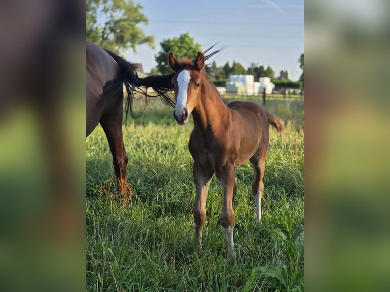 Belgisches Warmblut Hengst Fohlen (06/2026) Fuchs in Putte