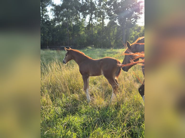 Belgisches Warmblut Hengst Fohlen (06/2026) Fuchs in Putte