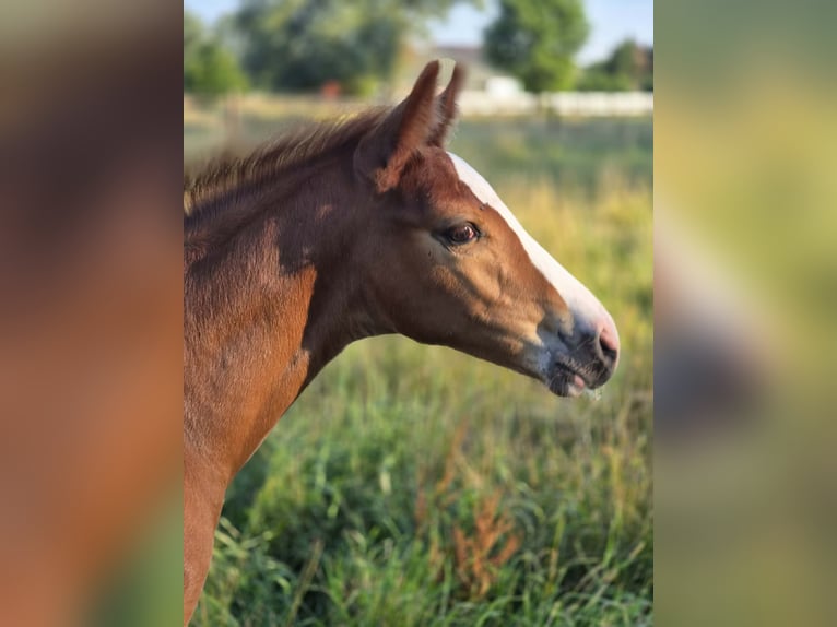 Belgisches Warmblut Hengst Fohlen (06/2026) Fuchs in Putte