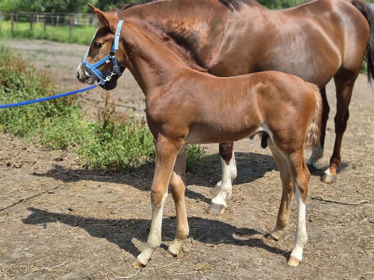 Belgisches Warmblut Hengst Fohlen (06/2026) Fuchs in Putte