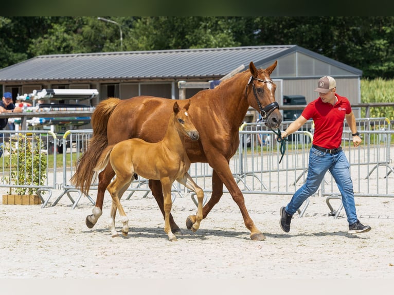 Belgisches Warmblut Hengst Fohlen (06/2026) Fuchs in Tessenderlo