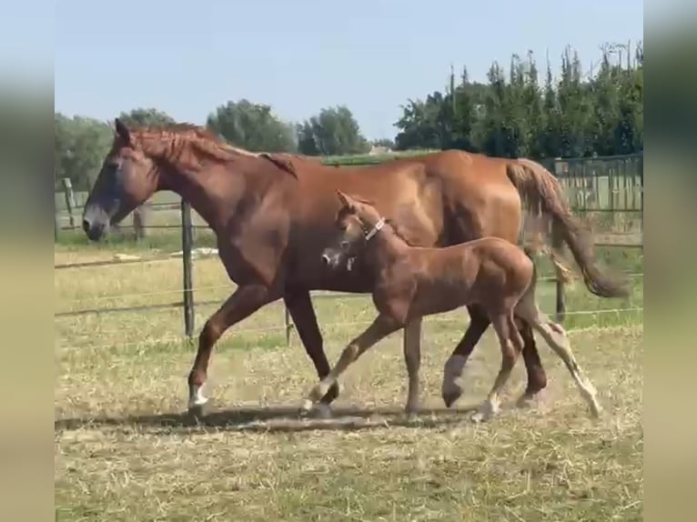 Belgisches Warmblut Hengst Fohlen (06/2026) Fuchs in Zele
