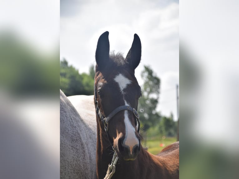 Belgisches Warmblut Hengst Fohlen (04/2025) Kann Schimmel werden in Oosteeklo
