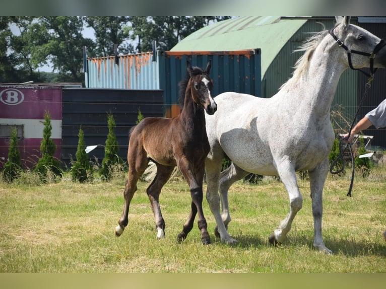Belgisches Warmblut Hengst Fohlen (04/2025) Kann Schimmel werden in Oosteeklo
