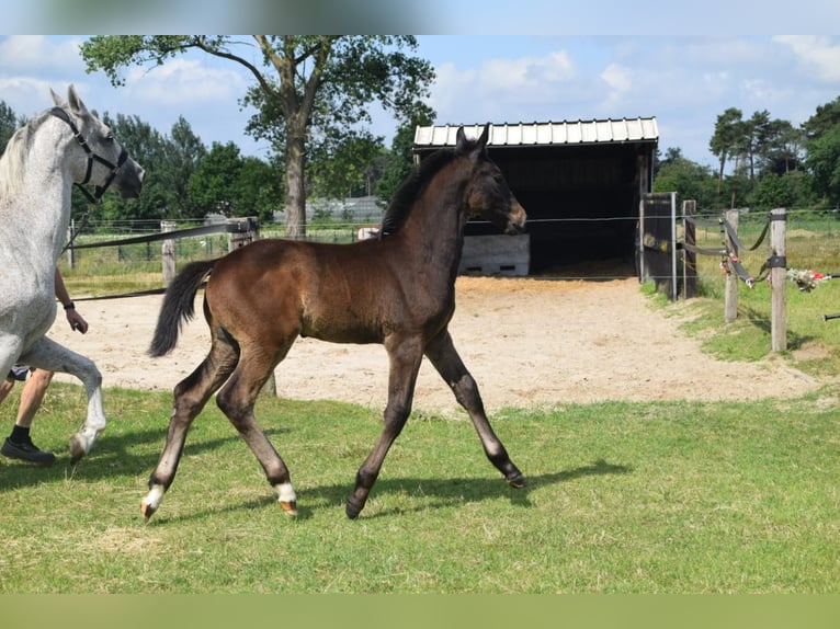 Belgisches Warmblut Hengst Fohlen (04/2025) Kann Schimmel werden in Oosteeklo