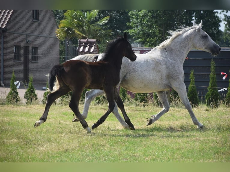 Belgisches Warmblut Hengst Fohlen (04/2025) Kann Schimmel werden in Oosteeklo