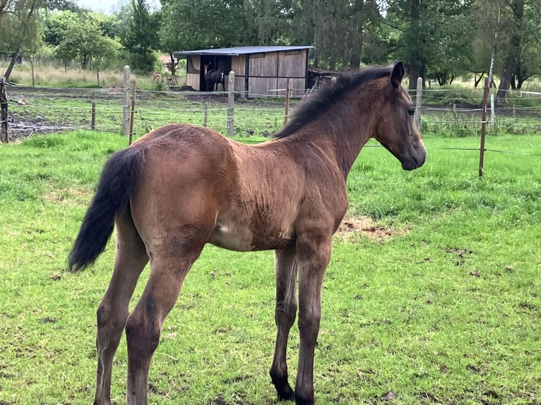 Belgisches Warmblut Hengst Fohlen (04/2024) Kann Schimmel werden in Weerde