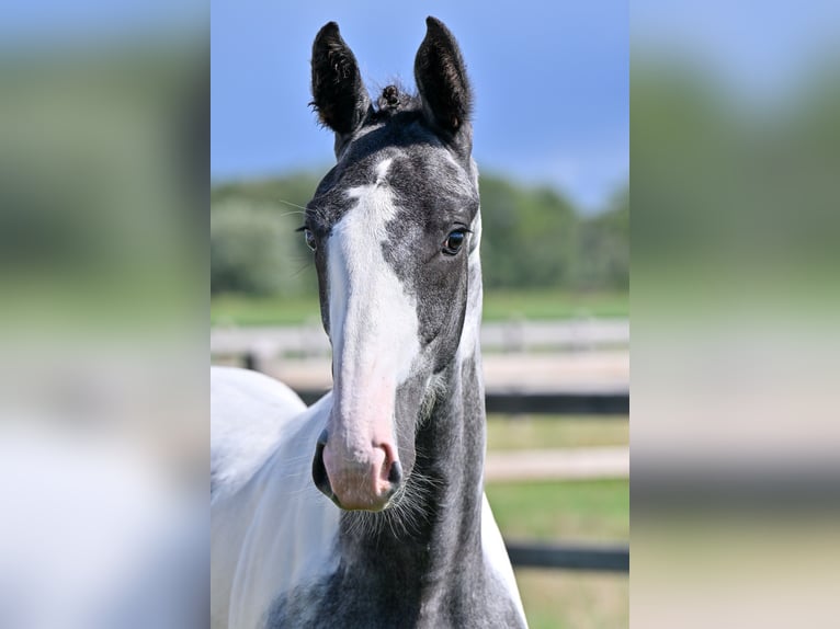 Belgisches Warmblut Hengst Fohlen (04/2026) Overo-alle-Farben in Izegem