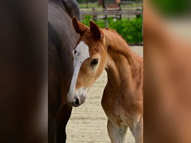 Belgisches Warmblut Hengst Fohlen (04/2026) Palomino in Bladel
