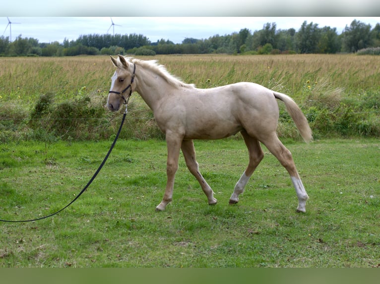 Belgisches Warmblut Hengst Fohlen (05/2025) Palomino in Gent