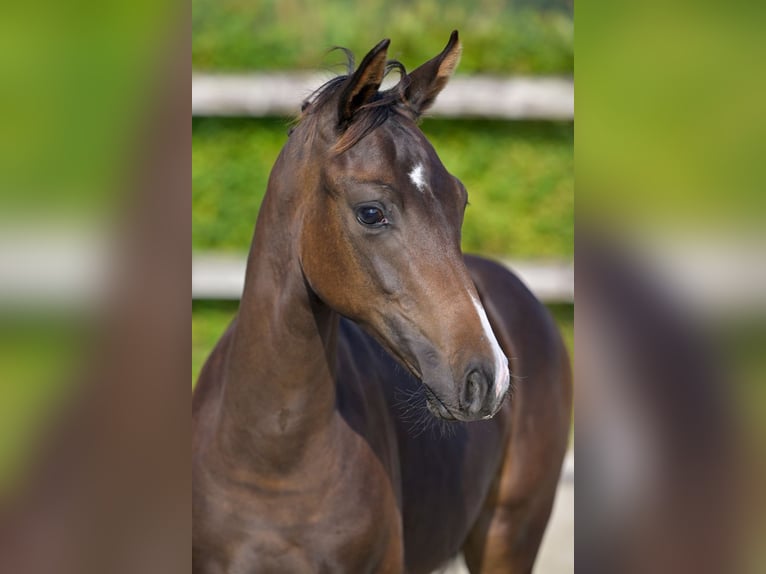 Belgisches Warmblut Hengst Fohlen (04/2024) Rotbrauner in Oud-Heverlee