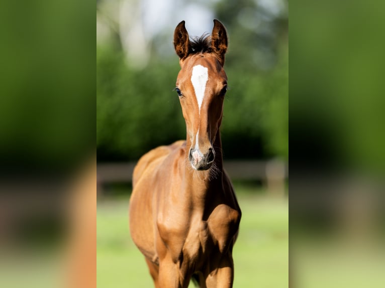 Belgisches Warmblut Hengst Fohlen (04/2026) Rotbrauner in Dalfsen
