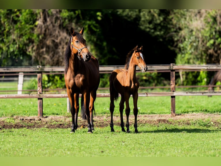 Belgisches Warmblut Hengst Fohlen (04/2026) Rotbrauner in Dalfsen