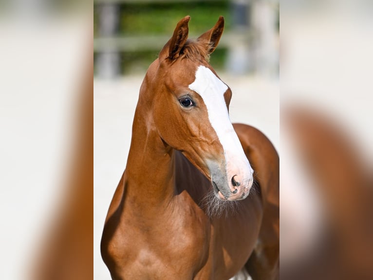 Belgisches Warmblut Hengst Fohlen (06/2024) Rotbrauner in Oud-Heverlee