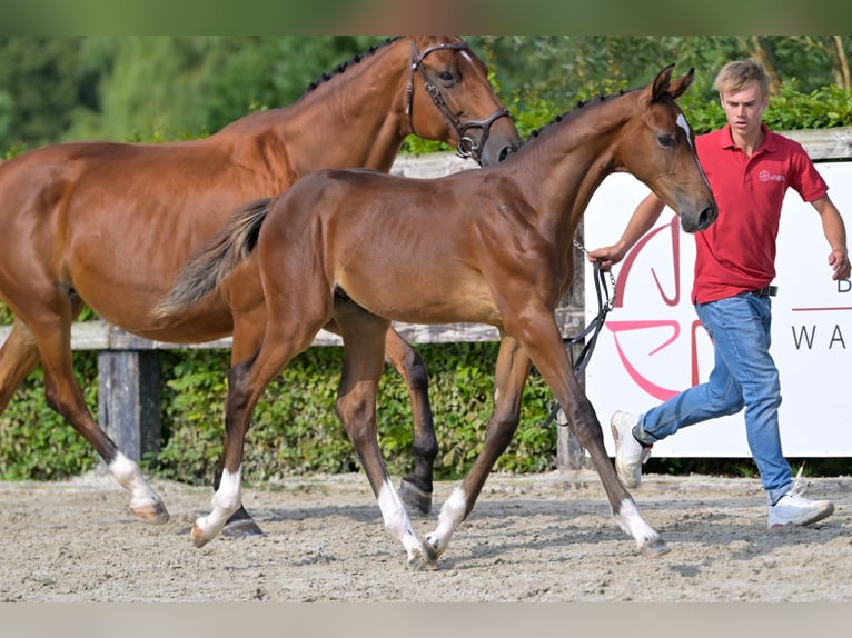 Belgisches Warmblut Hengst Fohlen (05/2024) Rotbrauner in Oud-Heverlee