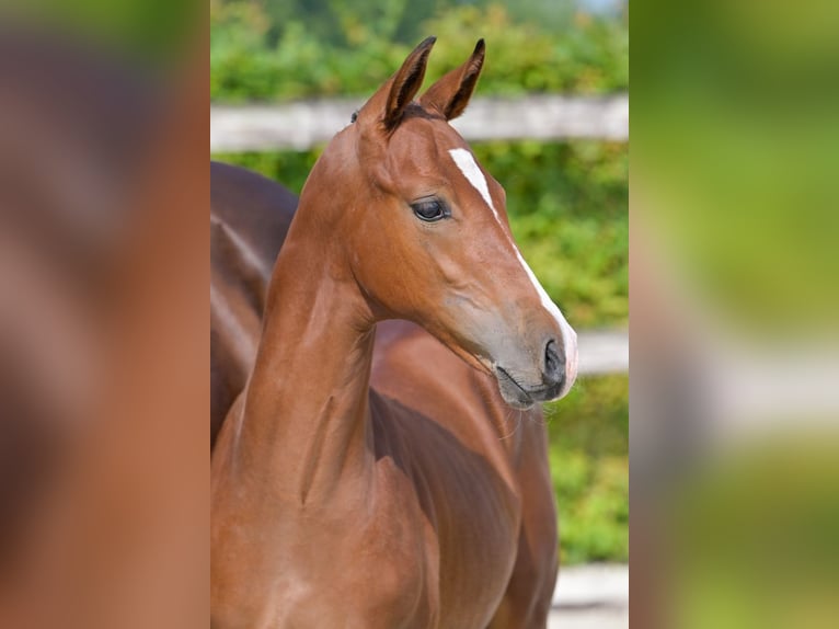 Belgisches Warmblut Hengst Fohlen (05/2024) Rotbrauner in Oud-Heverlee