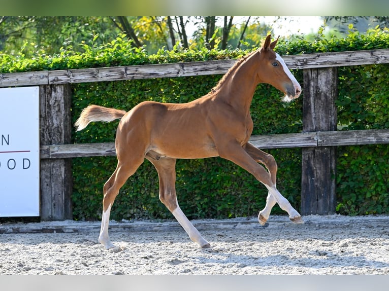 Belgisches Warmblut Hengst Fohlen (06/2024) Rotbrauner in Oud-Heverlee