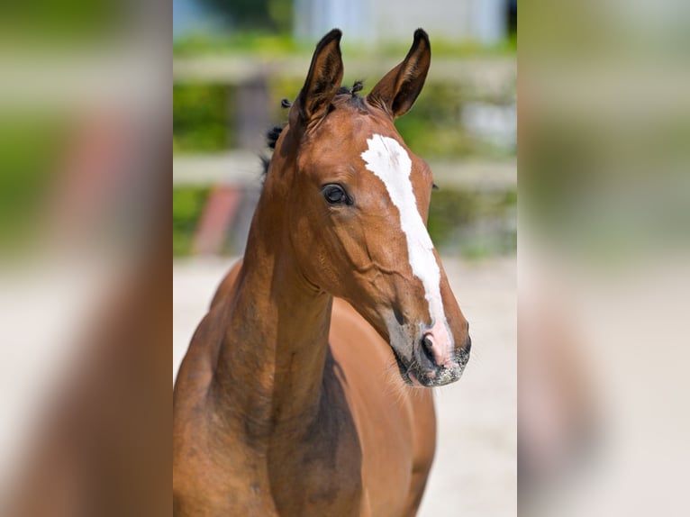 Belgisches Warmblut Hengst Fohlen (06/2024) Rotbrauner in Oud-Heverlee