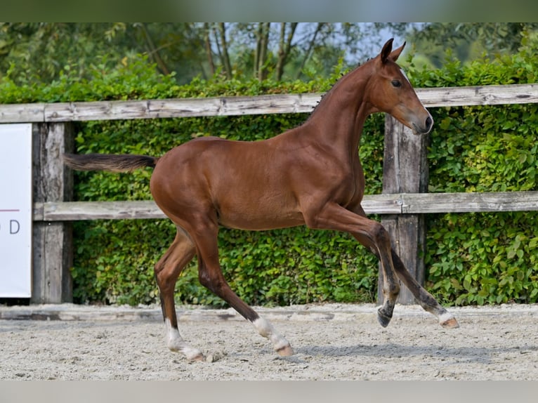 Belgisches Warmblut Hengst Fohlen (05/2024) Rotbrauner in Oud-Heverlee