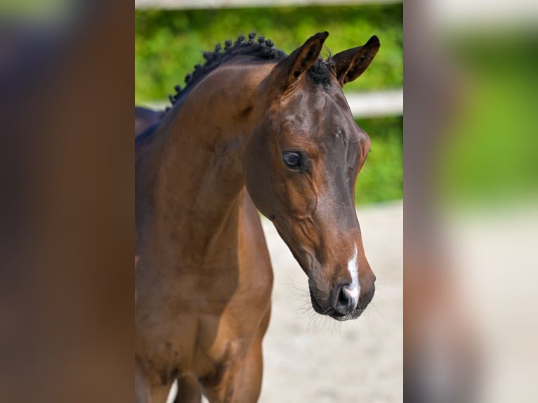 Belgisches Warmblut Hengst Fohlen (05/2024) Rotbrauner in Oud-Heverlee