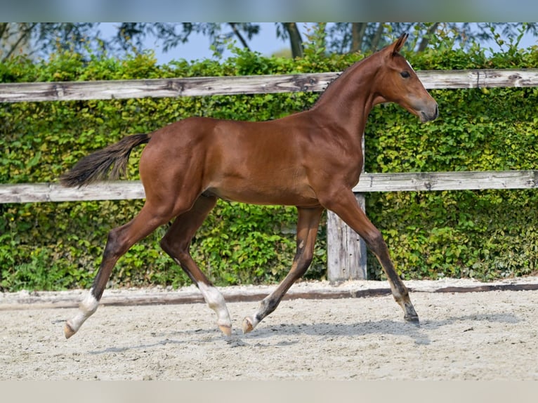 Belgisches Warmblut Hengst Fohlen (05/2024) Rotbrauner in Oud-Heverlee