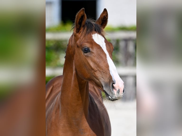 Belgisches Warmblut Hengst Fohlen (04/2024) Rotbrauner in Oud-Heverlee