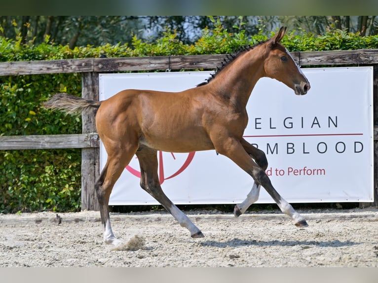 Belgisches Warmblut Hengst Fohlen (06/2024) Rotbrauner in Oud-Heverlee