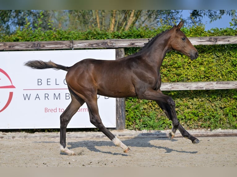 Belgisches Warmblut Hengst Fohlen (04/2024) Rotbrauner in Oud-Heverlee