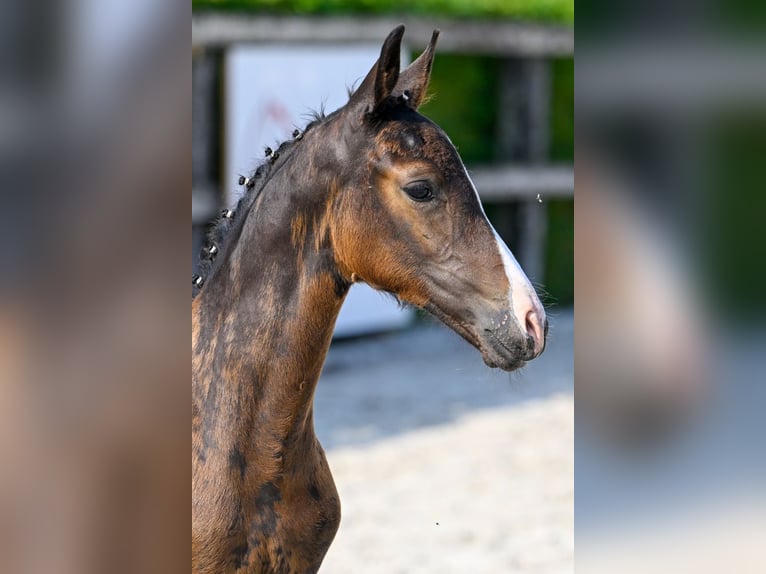 Belgisches Warmblut Hengst Fohlen (06/2024) Rotbrauner in Oud-Heverlee