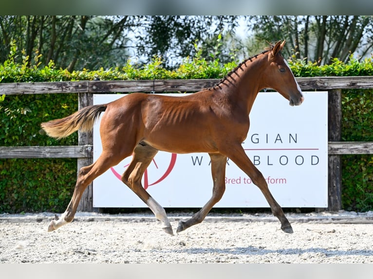 Belgisches Warmblut Hengst Fohlen (04/2024) Rotbrauner in Oud-Heverlee