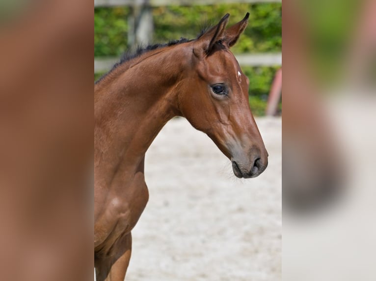 Belgisches Warmblut Hengst Fohlen (06/2024) Rotbrauner in Oud-Heverlee