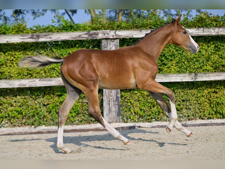 Belgisches Warmblut Hengst Fohlen (05/2024) Rotbrauner in Oud-Heverlee