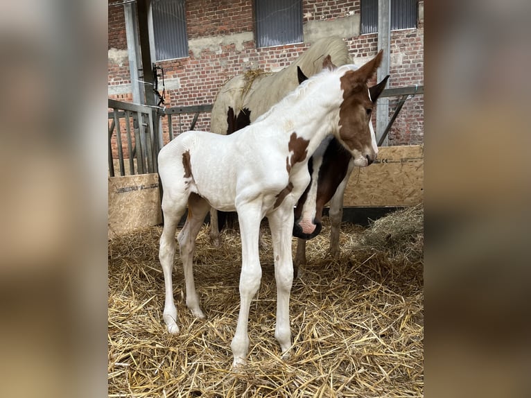 Belgisches Warmblut Hengst  Schecke in Ghislenghien