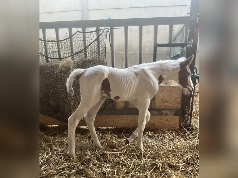 Belgisches Warmblut Hengst  Schecke in Ghislenghien