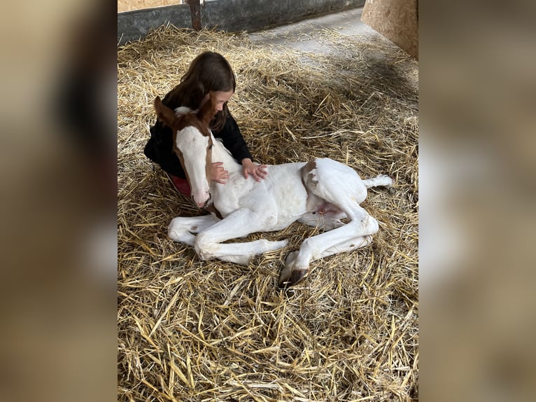 Belgisches Warmblut Hengst  Schecke in Ghislenghien