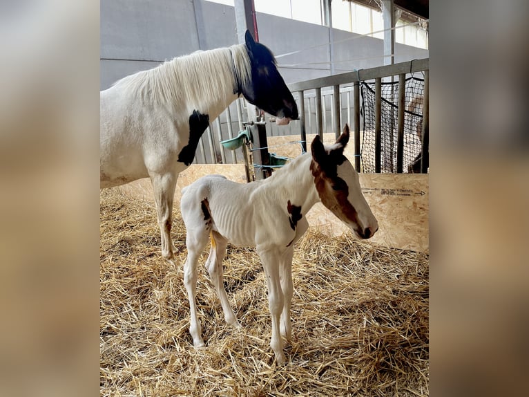 Belgisches Warmblut Hengst  Schecke in Ghislenghien