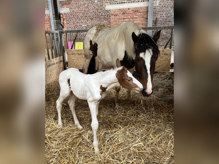 Belgisches Warmblut Hengst  Schecke in Ghislenghien