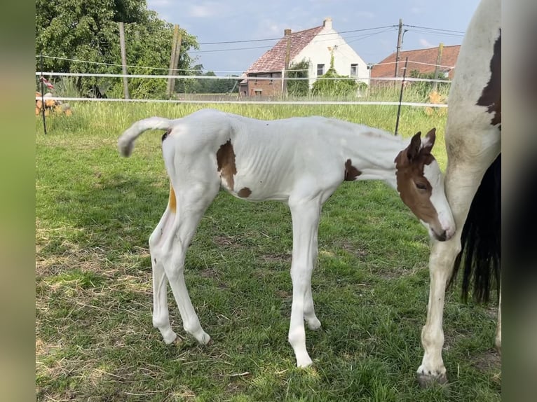 Belgisches Warmblut Hengst  Schecke in Ghislenghien