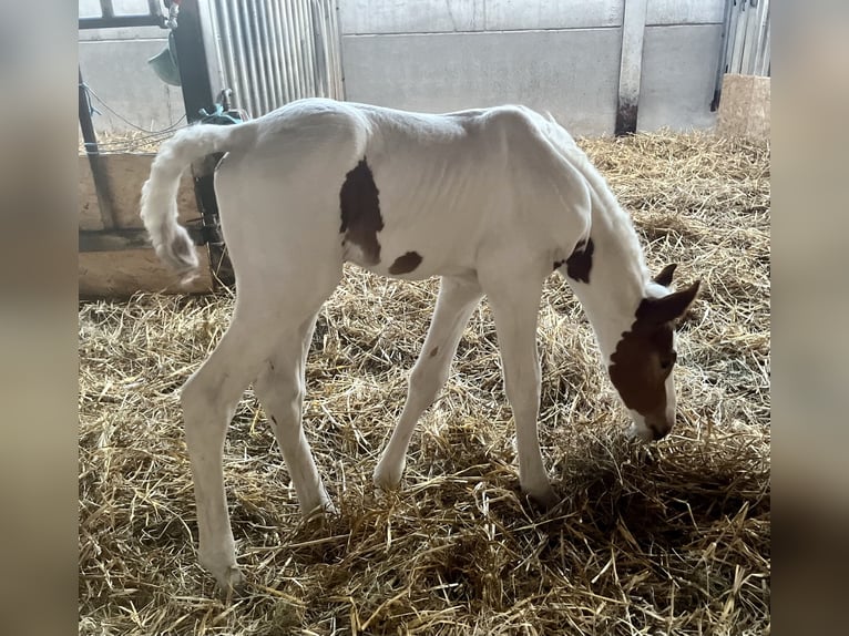 Belgisches Warmblut Hengst  Schecke in Ghislenghien