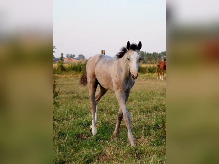 Belgisches Warmblut Hengst Fohlen (04/2026) Schimmel in Kaulille
