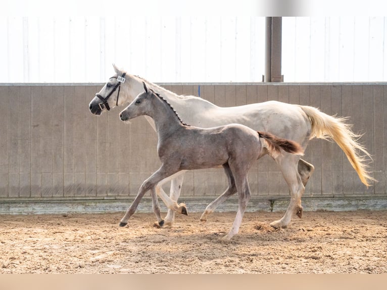 Belgisches Warmblut Hengst Fohlen (04/2026) Schimmel in Kaulille